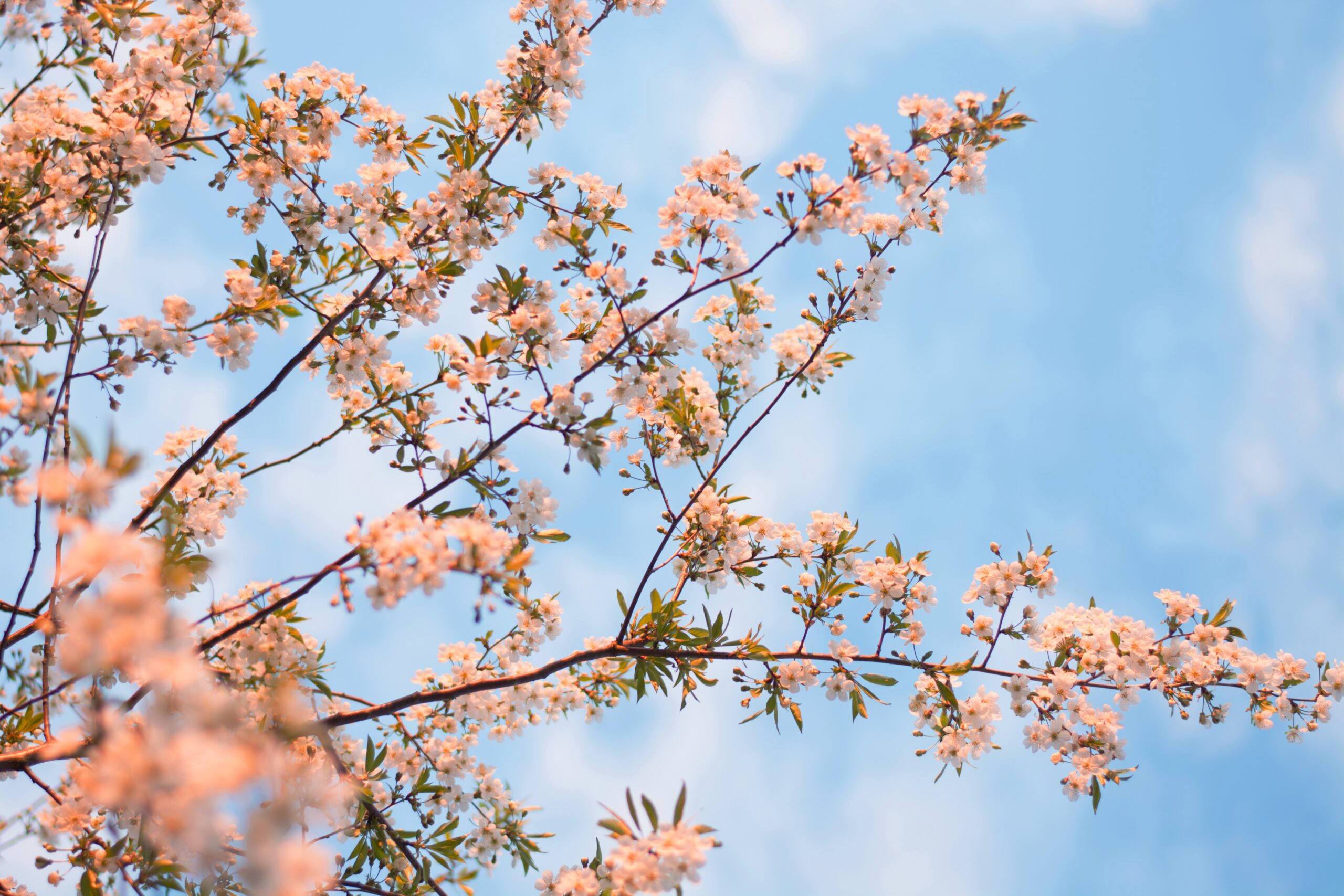 árbol florecido bajo un cielo despejado evocando renovación y despertar espiritual