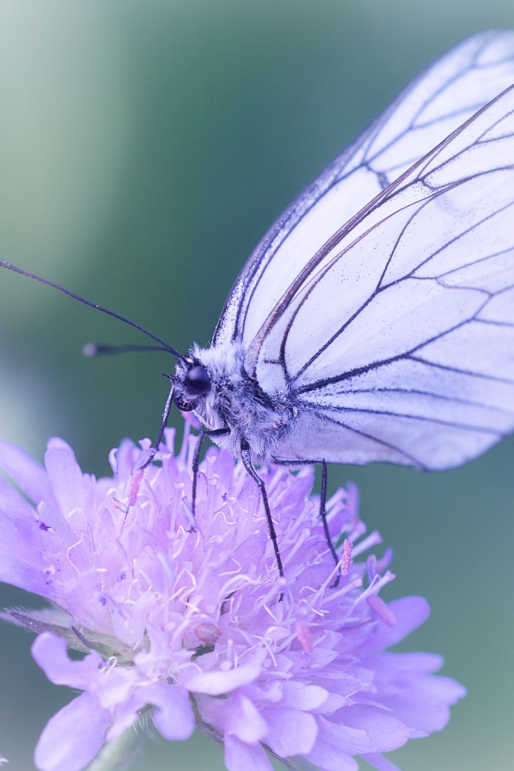 Qué significa ver mariposas: 7 interpretaciones espirituales