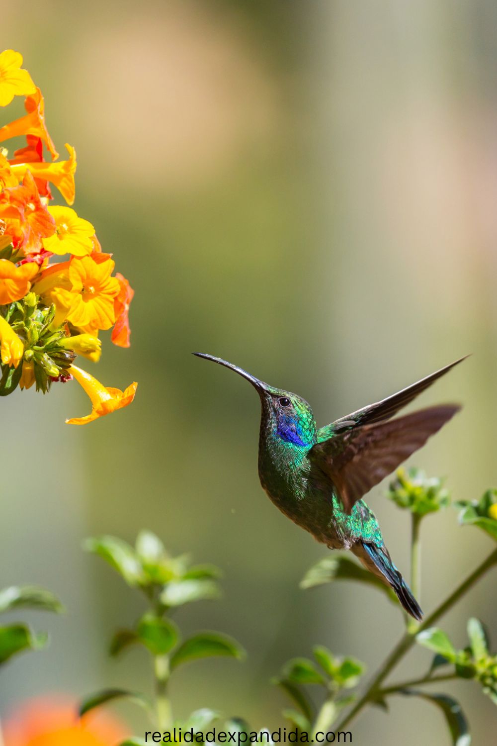 Significado espiritual de ver colibríes: 7 interpretaciones comunes