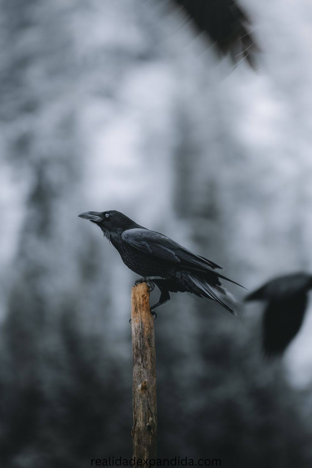 Significado espiritual de ver cuervos: 7 interpretaciones comunes